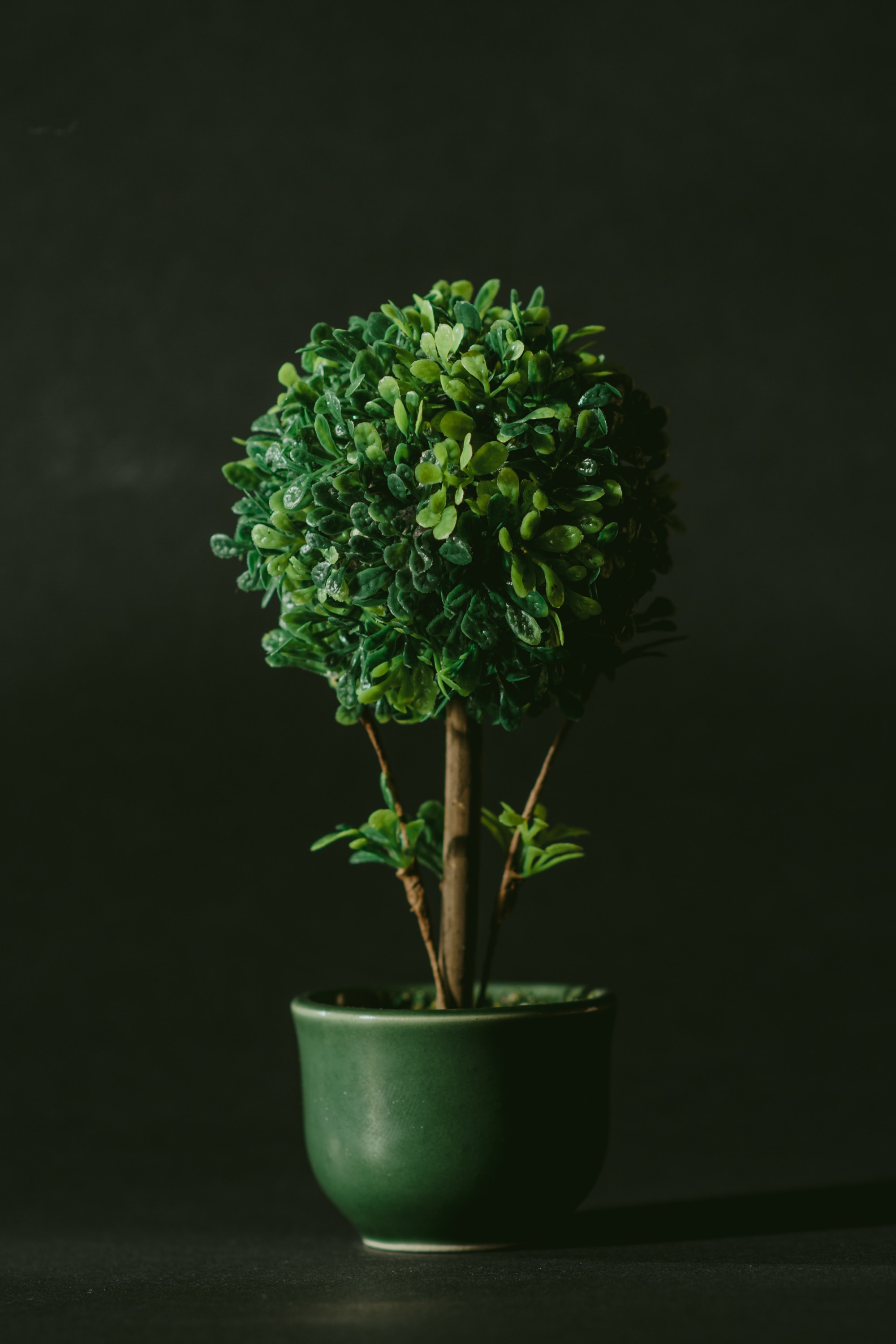 Exotic plants