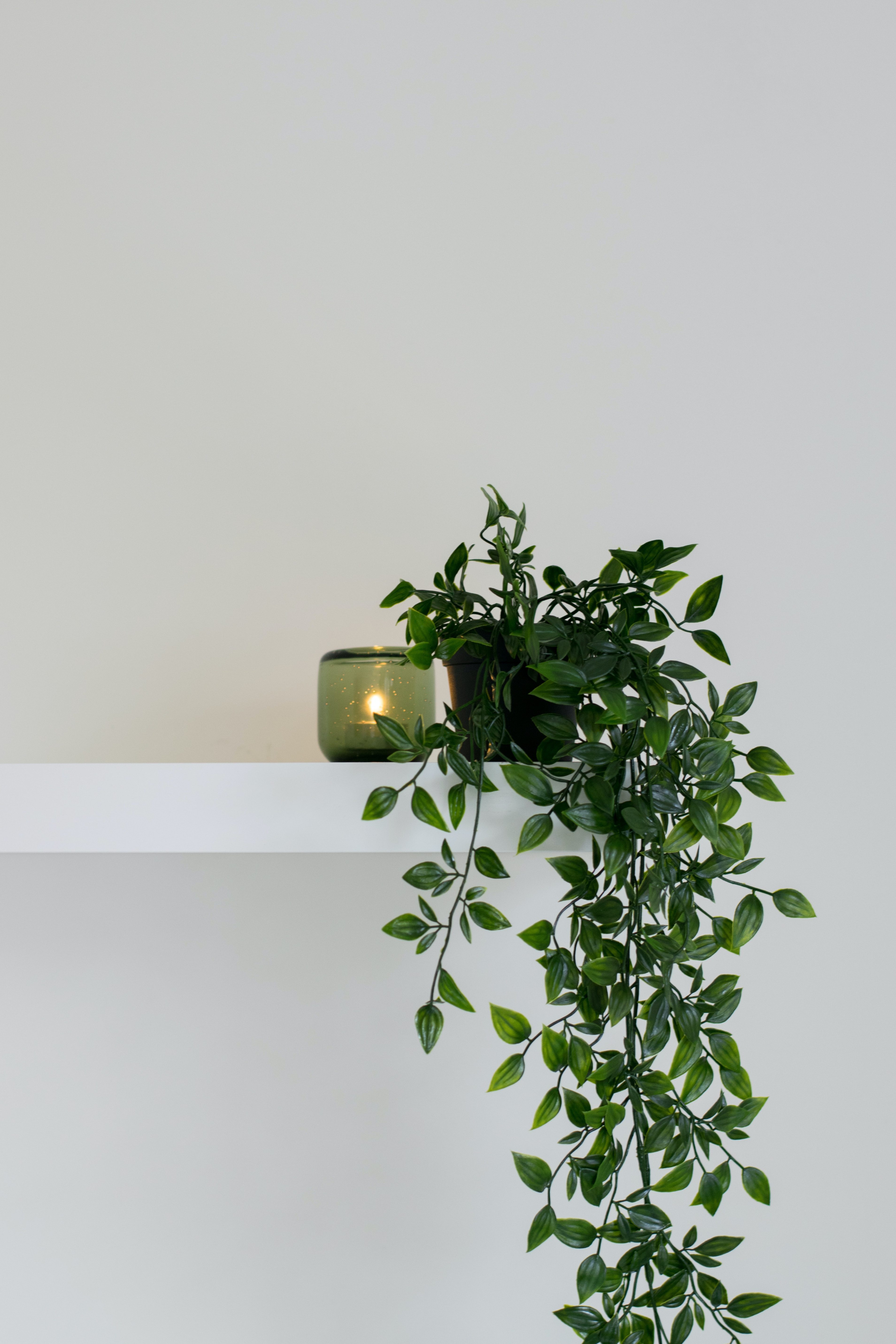 Indoor plants