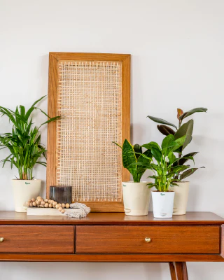 Plants